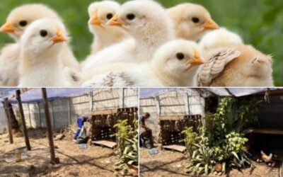 Help improve the chicken coop for the feeding scheme