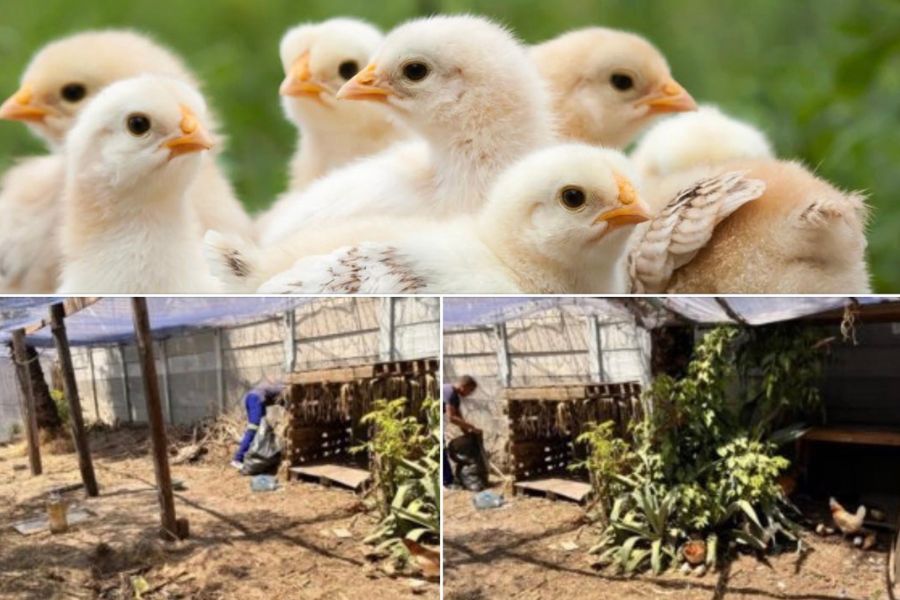 Help improve the chicken coop for the feeding scheme