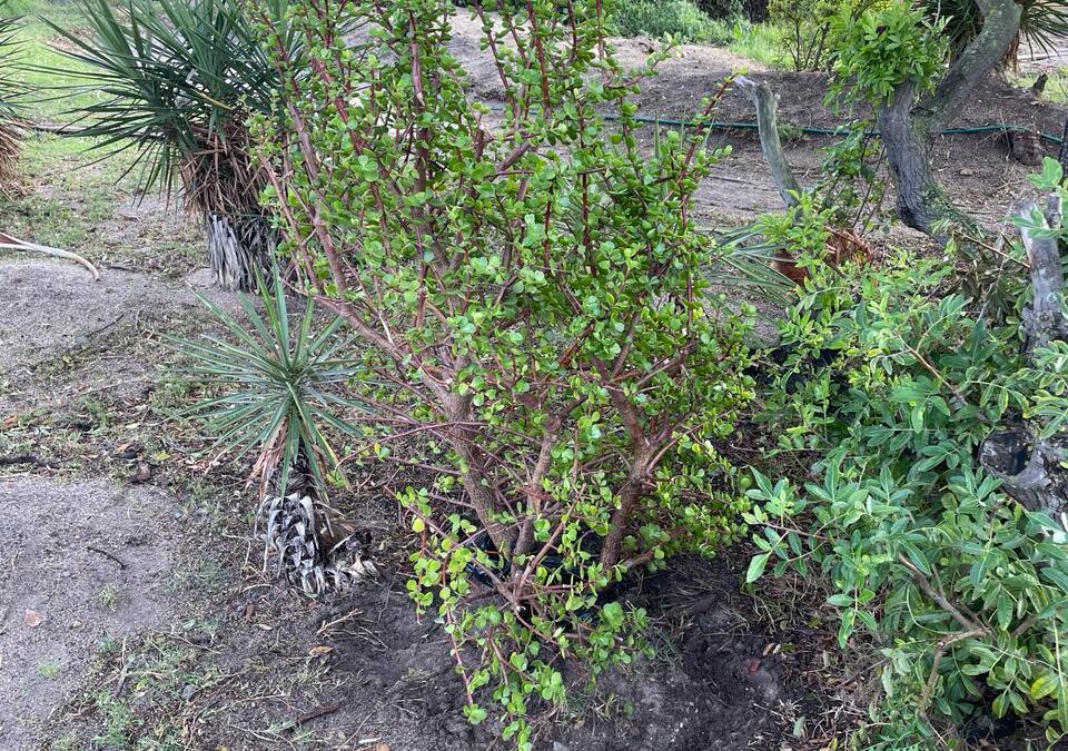 Spekboom donation for a greener campus